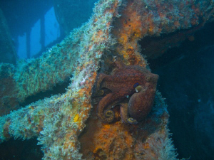 Octo on the Black Bart by Greg Bleakley 